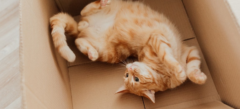 A cat playing in the moving box.